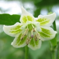 C. baccatum flower