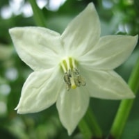 C. annuun flower