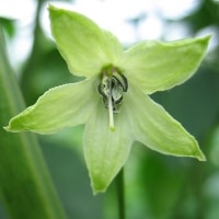 C. frutescens flower