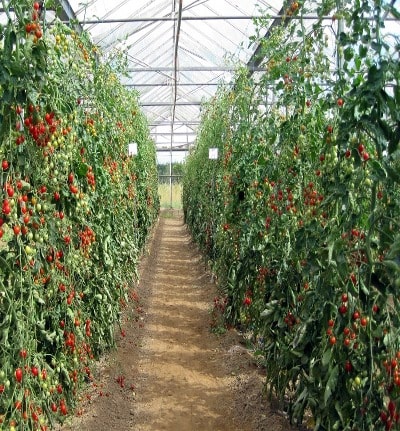 tomato plants