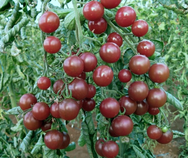 tomato 'Black Opal'