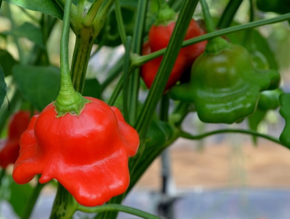 chilli Bishops Crown
