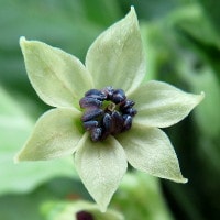 C. chinense flower