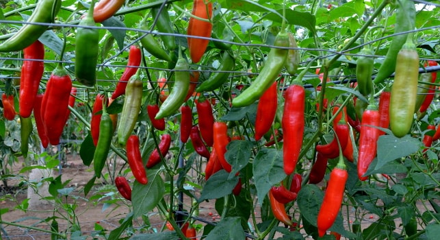 Aji Delight