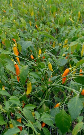 chilli plants
