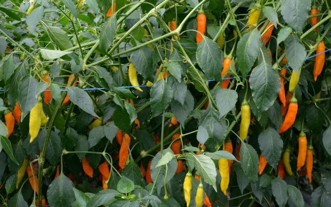 Havana Gold chillies