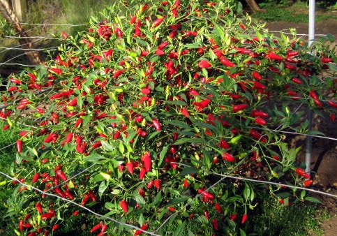 Capsicum annuum Hot Thai