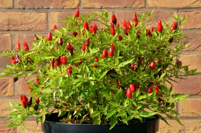 chilli Hot Thai