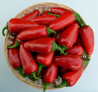Capsicum annuum Jalapeño