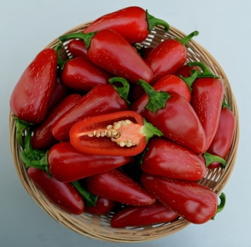 Capsicum annuum Jalapeño