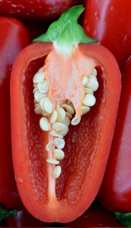 Capsicum annuum Jalapeño