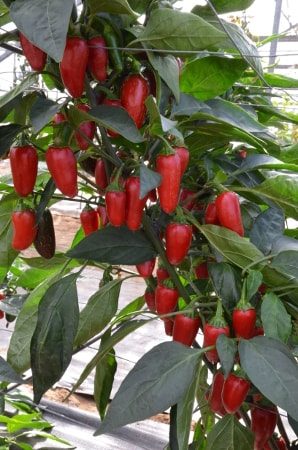 Capsicum annuum Jalapeño