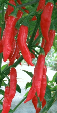 Julio chillies