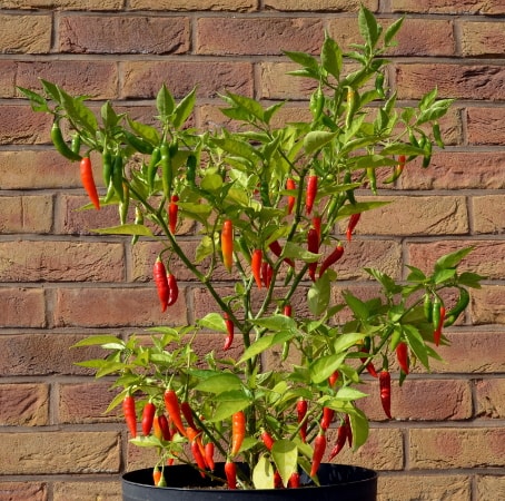 chilli Julio