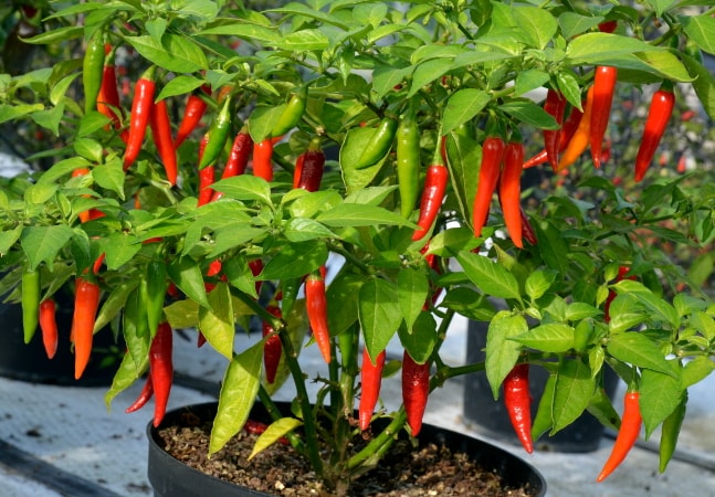 Capsicum frutescens Julio