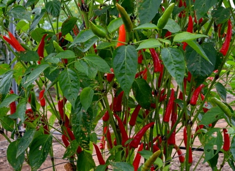 chilli Lancer