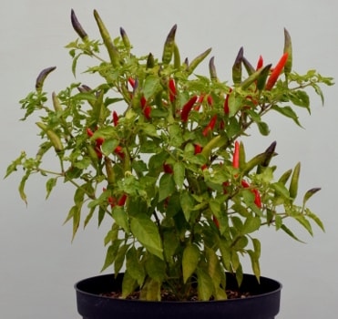 capsicum Lancer pot plant