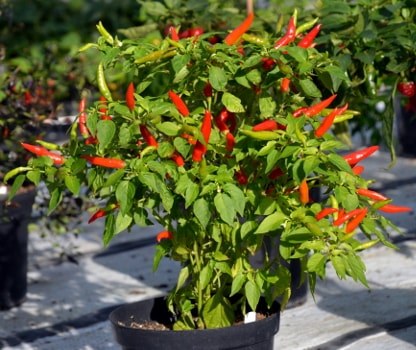 capsicum Lancer plant