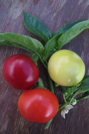 Capsicum annuum Little Bomb fruit