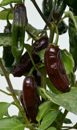 chilli Machu Pichu