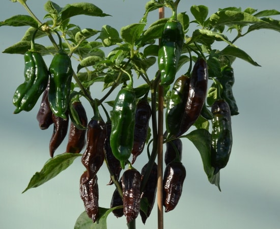 Machu Pichu pot plant