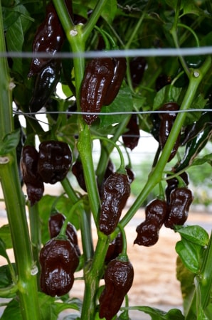 chilli Machu Pichu