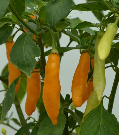 Capsicum baccatum 'Madre Vieja' chillies