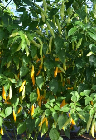 Capsicum baccatum 'Madre Vieja' plant