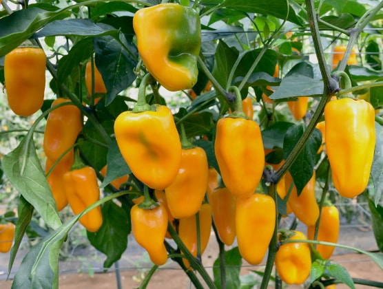 Capsicum annuum Midas