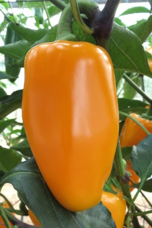 Capsicum annuum Midas