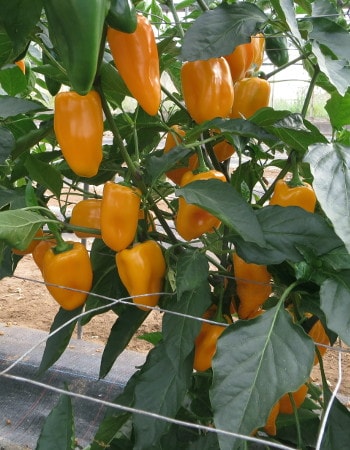 Capsicum annuum Midas