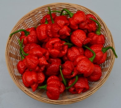 Capsicum chinense Moruga Red