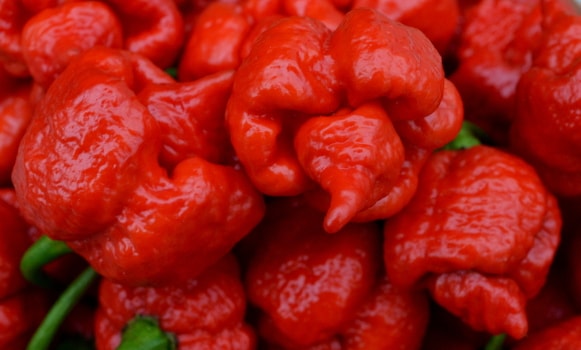 Capsicum chinense Moruga Red