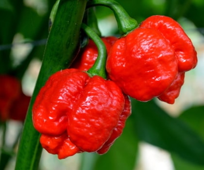 Capsicum chinense Moruga Red