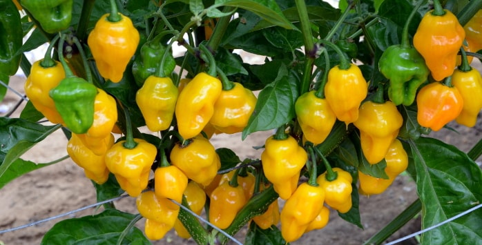 Capsicum chinense Trinidad Perfume