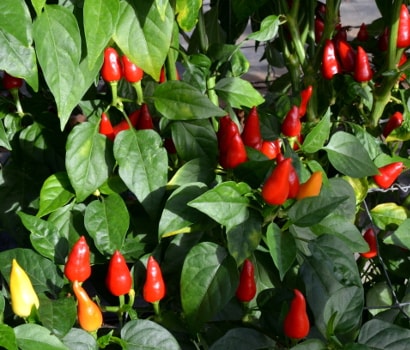 Turkish Pickling Chilli