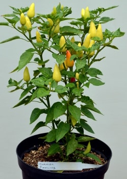 Turkish Pickling Pot Plant
