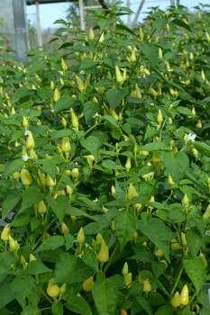 Turkish Pickling Chillies