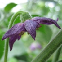C. pubescens flower