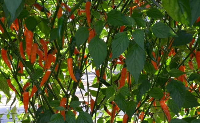 slowburn chilli plant