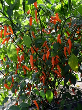 Slowburn plant