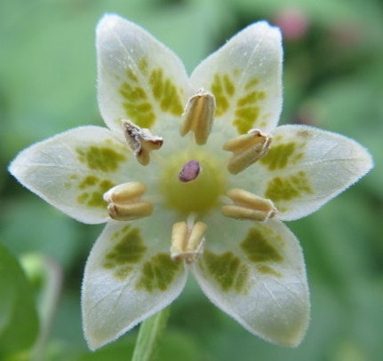 Spangles flower
