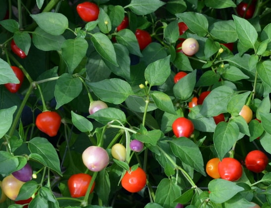 Capsicum baccatum Spangles
