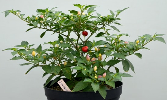 Spangles Pot chilli