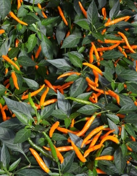 Orange Tyger Chillies