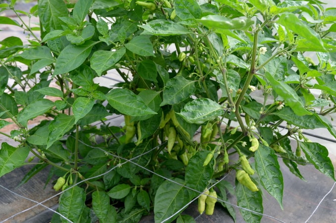 Capsicum chinense Wraith plant