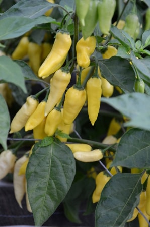 Ripening Wraith chillies