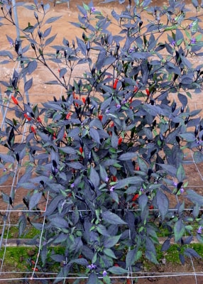 Capsicum annuum Zimbabwe Black