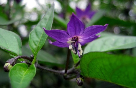 Zimbabwe Black flower