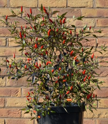 Zimbabwe Black pot plant